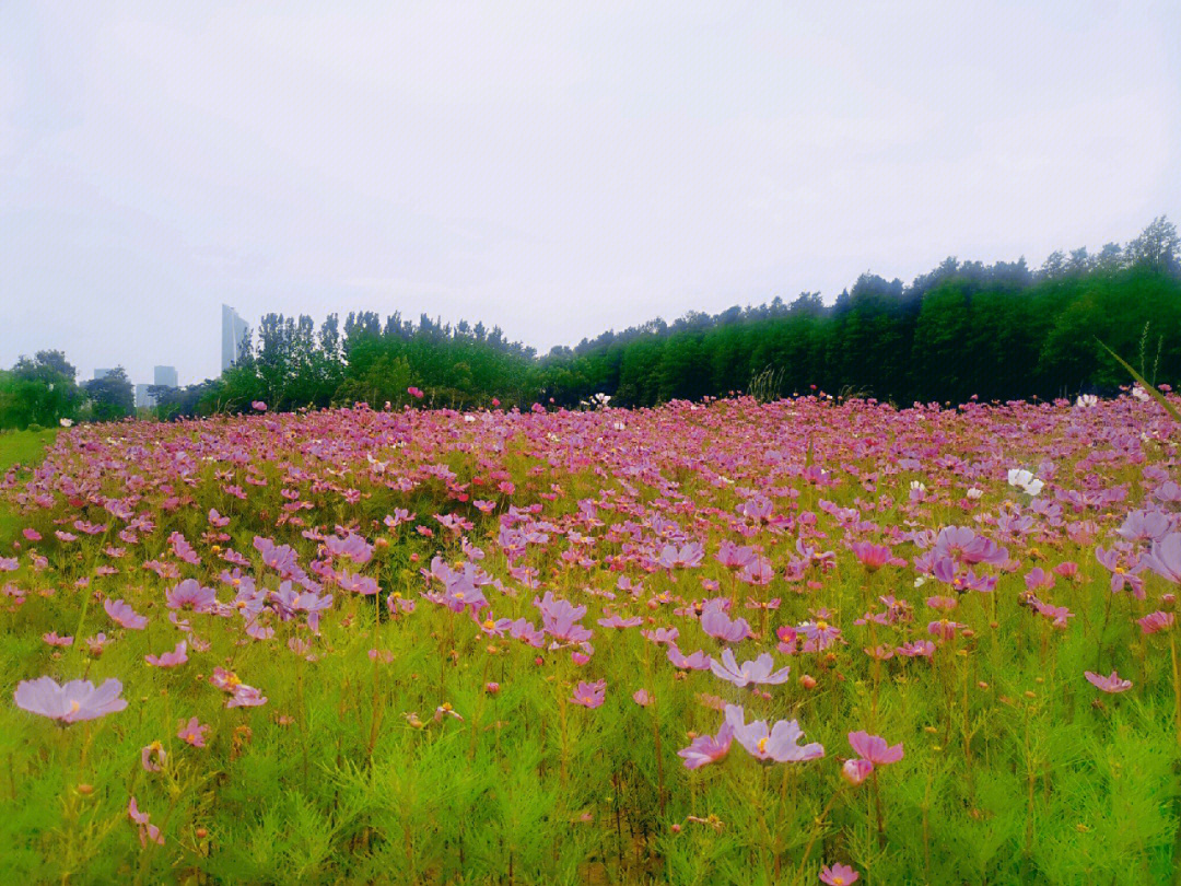 南京花海风景区图片