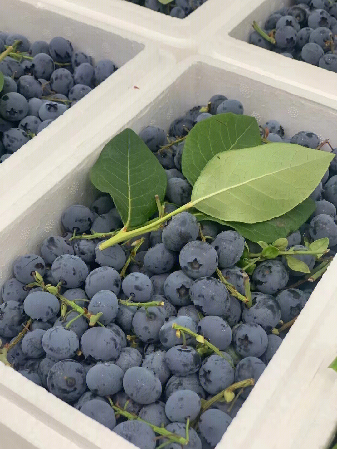 蓝莓 新冠图片