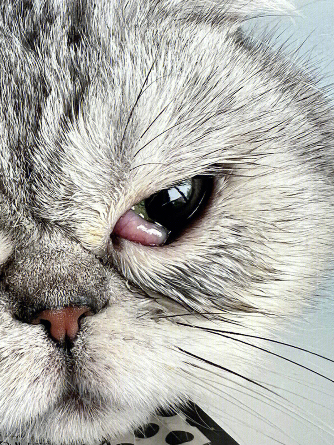猫猫第三眼睑外露增生复位