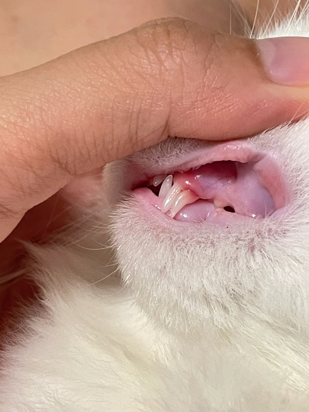 猫咪换牙顺序图片图片