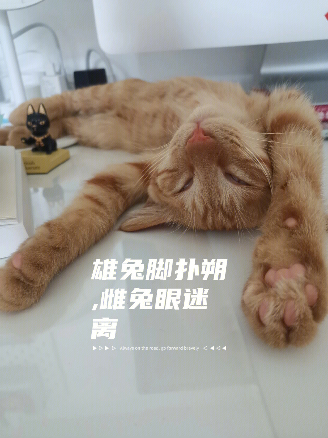 橘猫睡姿雄兔脚扑朔雌兔眼迷离