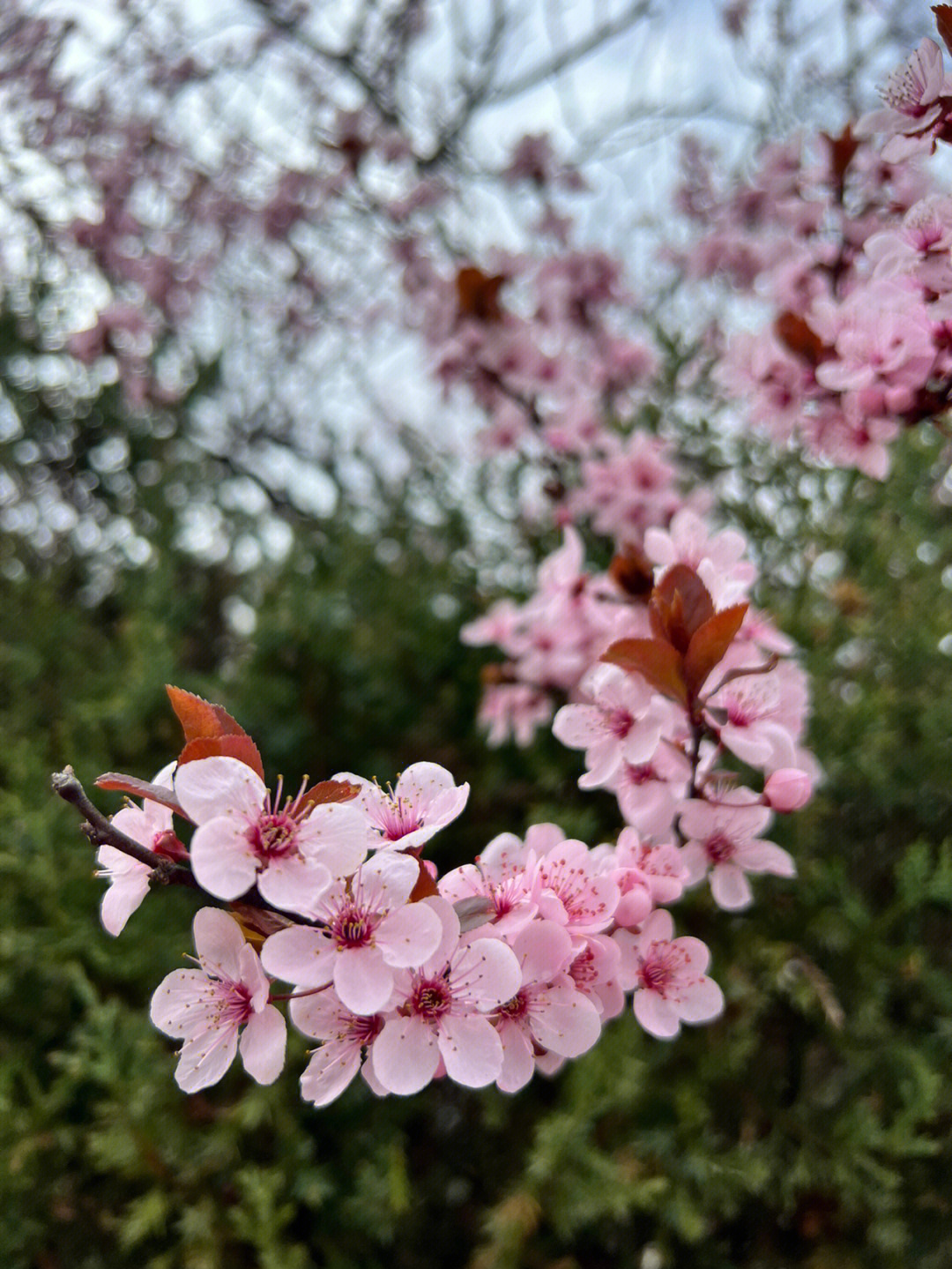 紫叶李和樱花图片对比图片