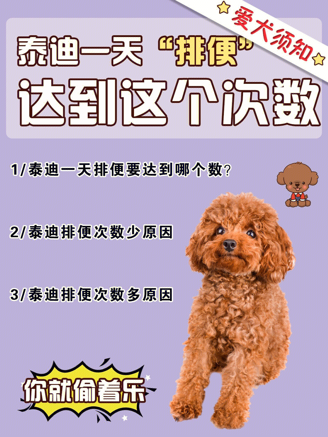 泰迪犬正常便便图图片