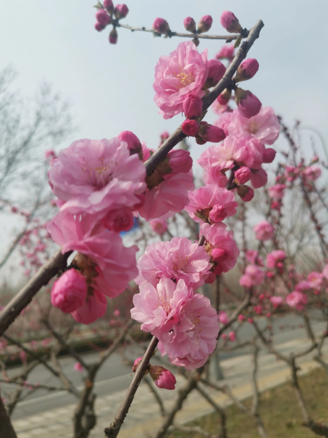 花红柳蛇图片