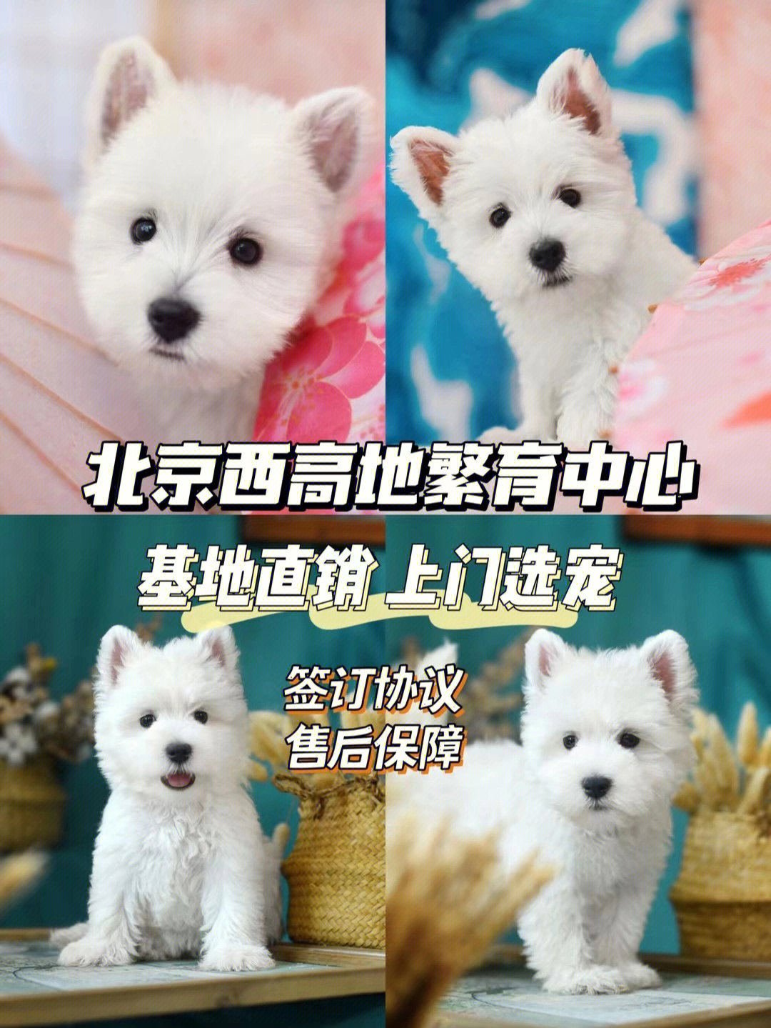 北京宝藏级西高地犬舍可上门感谢关注