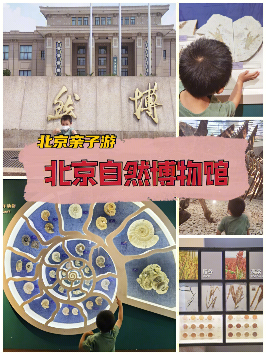 北京亲子游北京自然博物馆