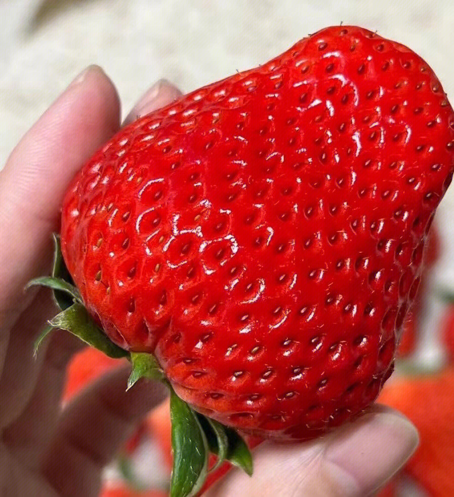 丹东牛奶草莓简介图片