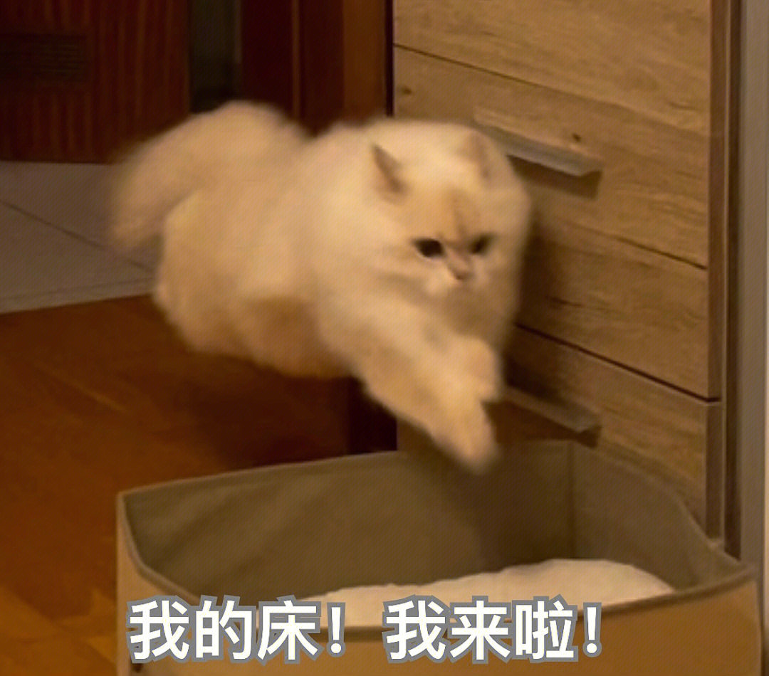 猫猫表情包就是表情包界的女皇