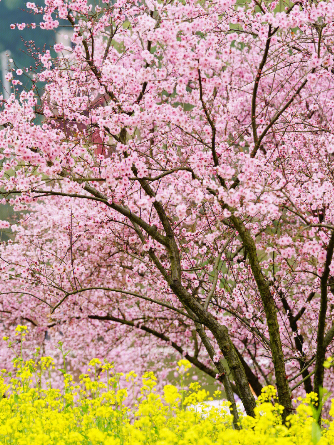 花开正当时之月照秋河图片