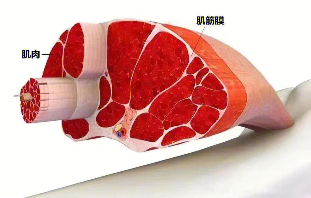 【筋膜松解的重要性】筋膜是包裹,隔离或连接肌肉纤维的一层或一束