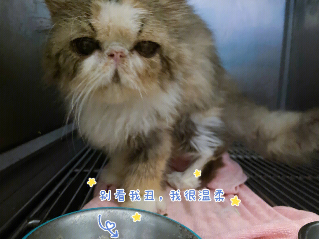 加菲公猫发腮前后照片图片