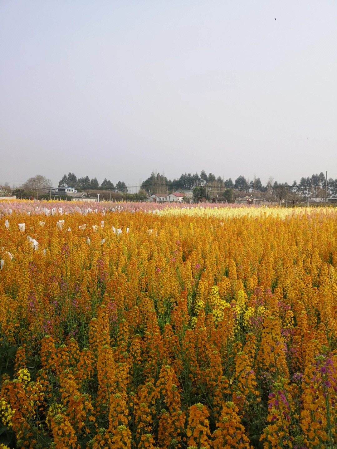 五彩油菜花