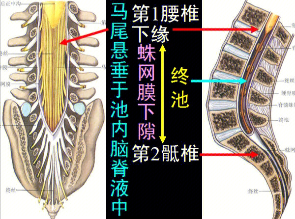 椎管结构横截面图图片