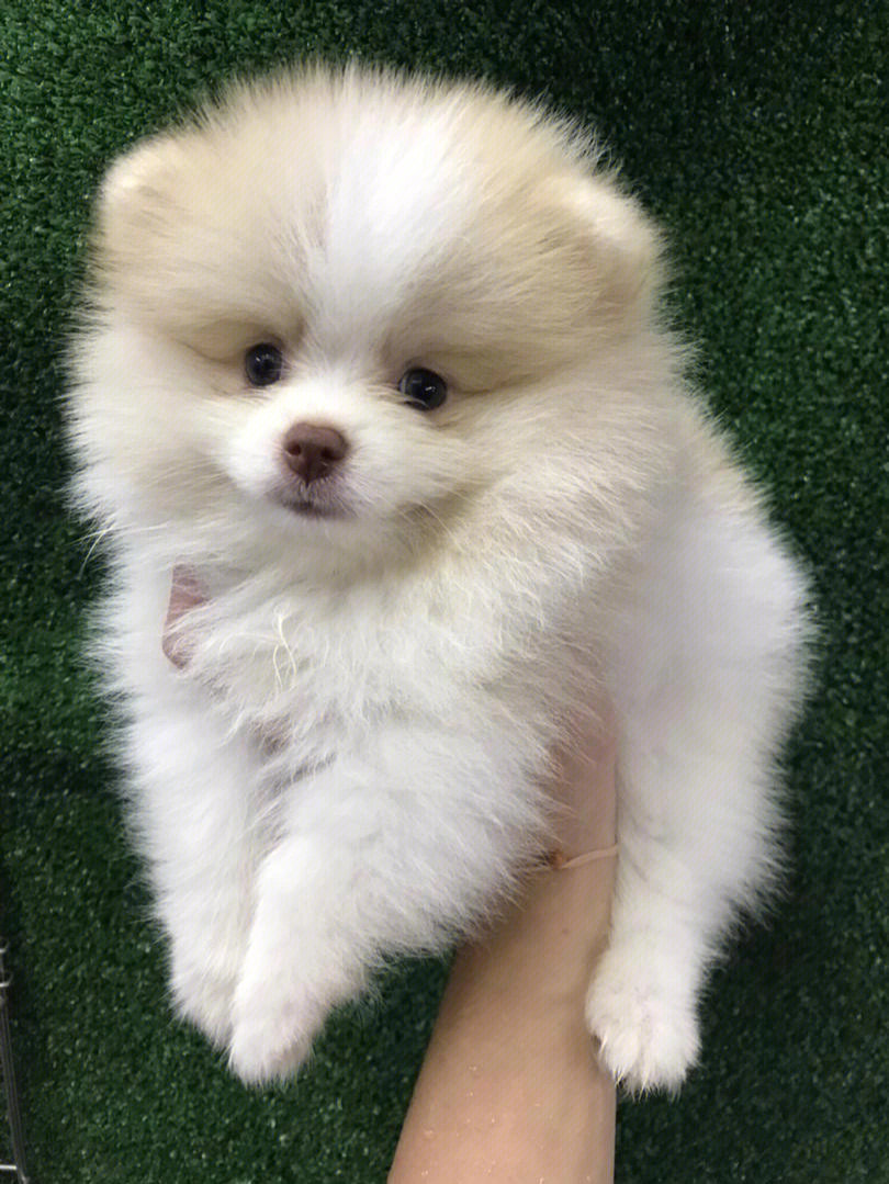 花色博美犬pomeranian