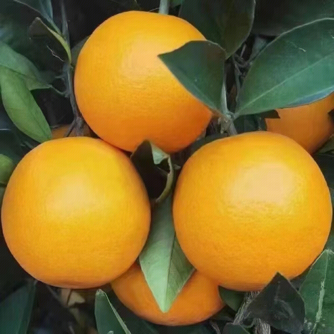 永兴冰糖橙十大名橙图片