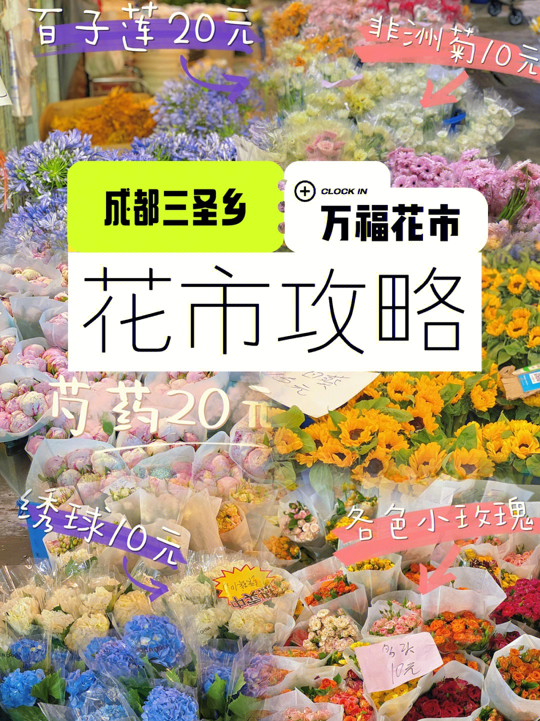 成都万福花市三圣乡鲜花批发全攻略73