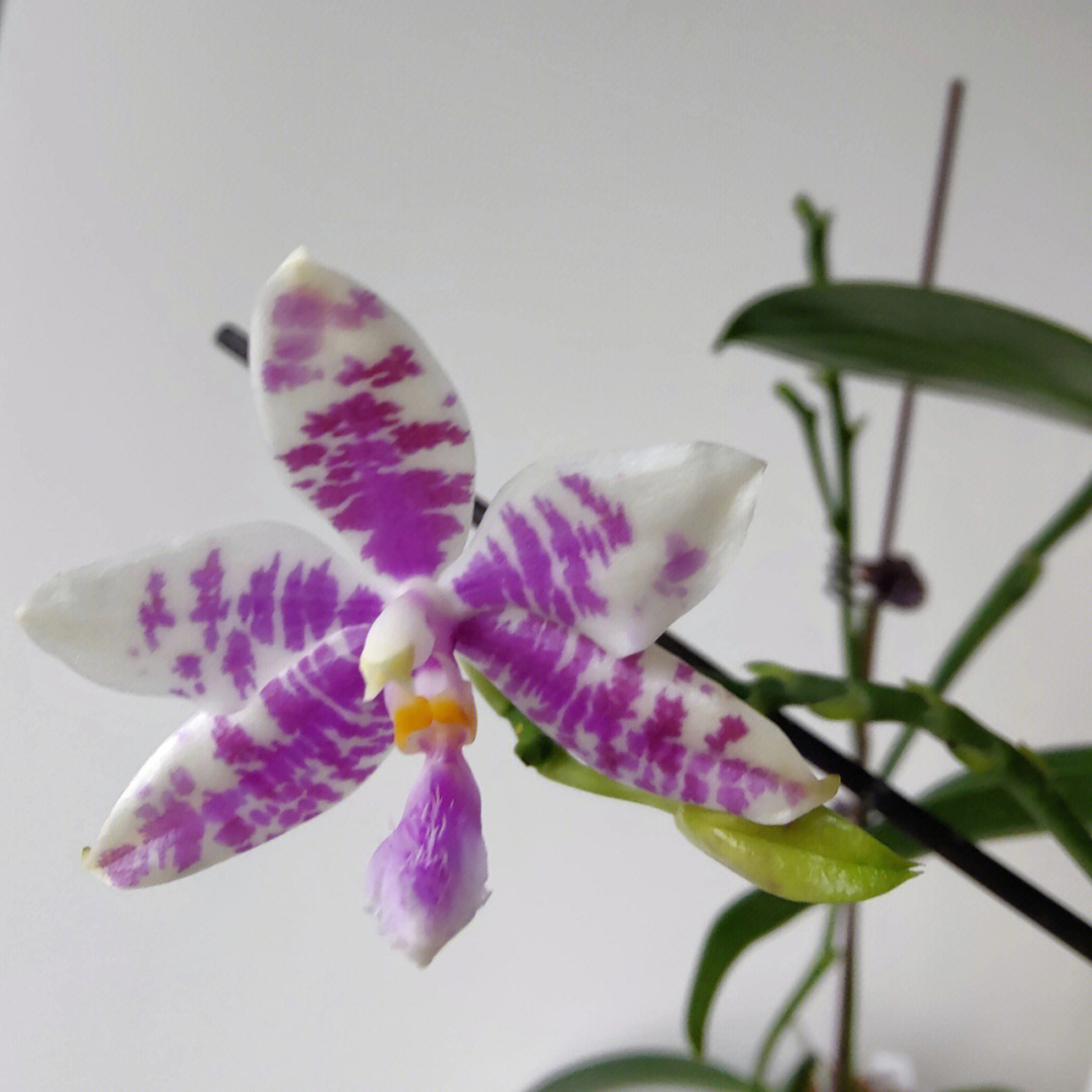 lueddemanniana x phal.