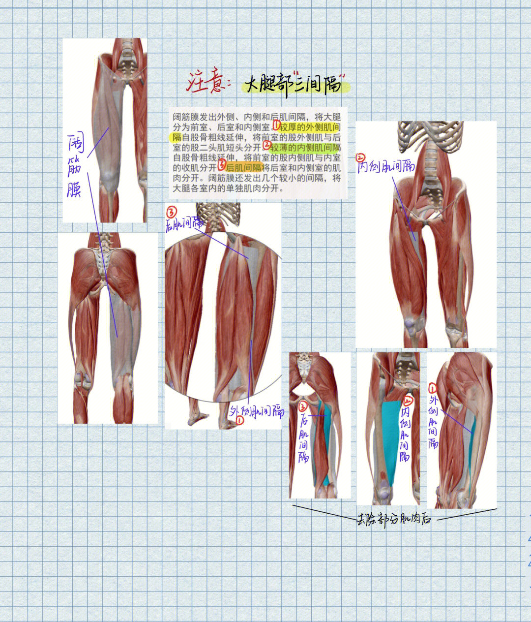 大腿肌肉图解清晰图片