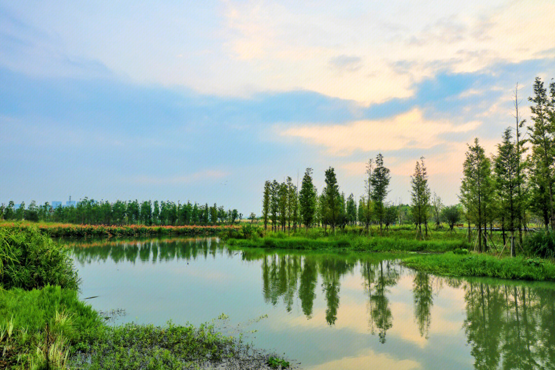 三垟湿地公园图片欣赏图片