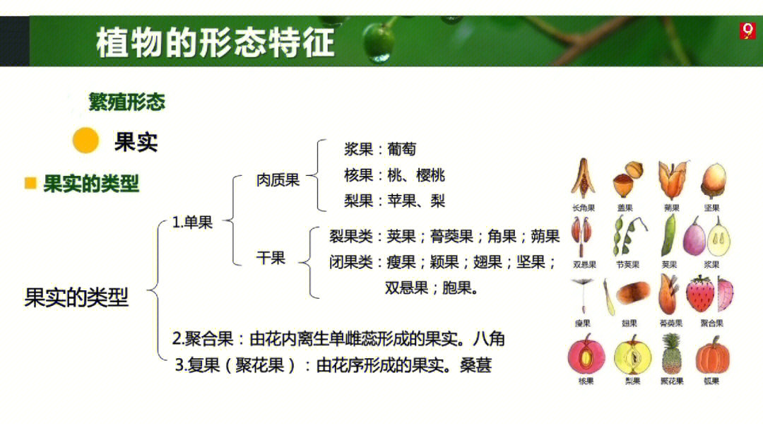 自然教育植物的形态特征果实