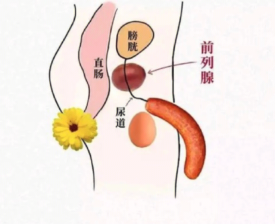 怎样找到自己的前列腺图片