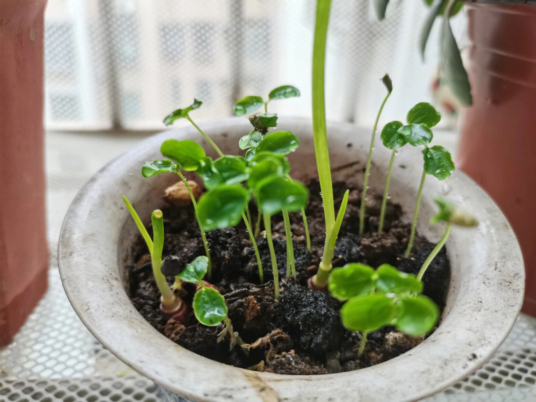 春天来了种子发芽了