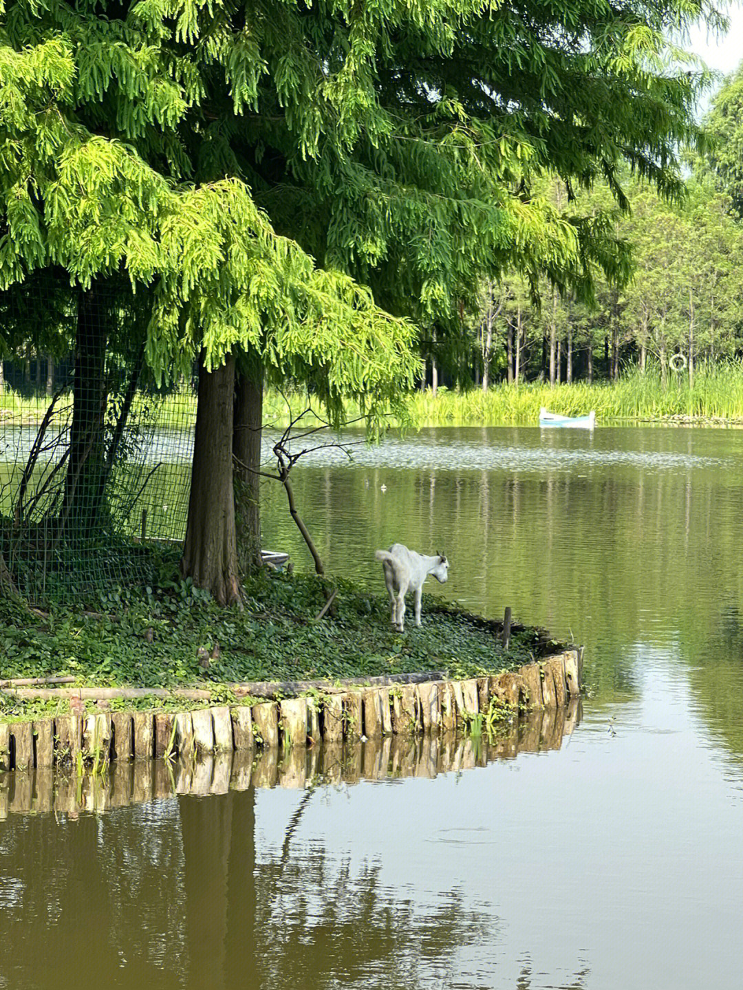 上海长兴岛湿地公园图片