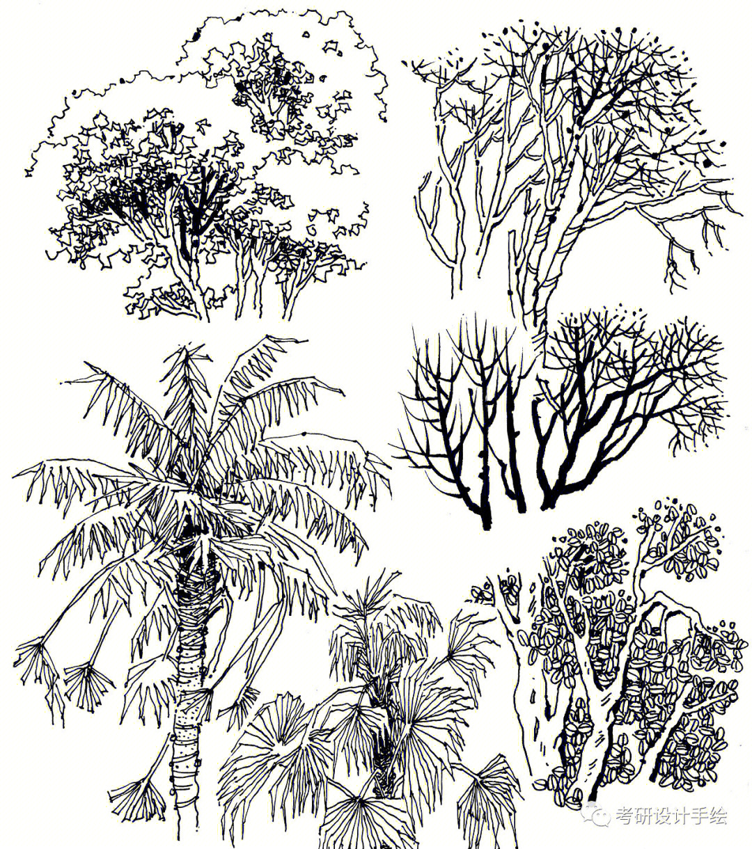 特色植物:丰富画面,根据平面选择表达a这几张植物素材刻画很复杂,画