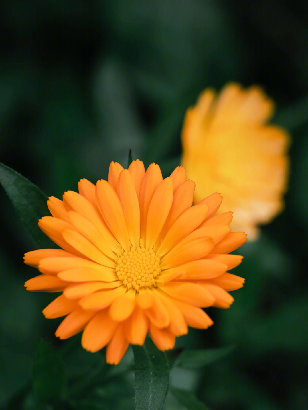 78金盏花属calendula