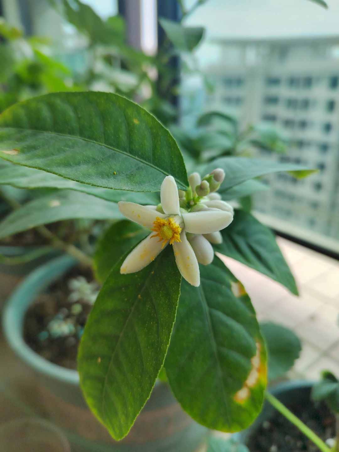 我的光棍柠檬第二轮开花终于给我一朵雌花