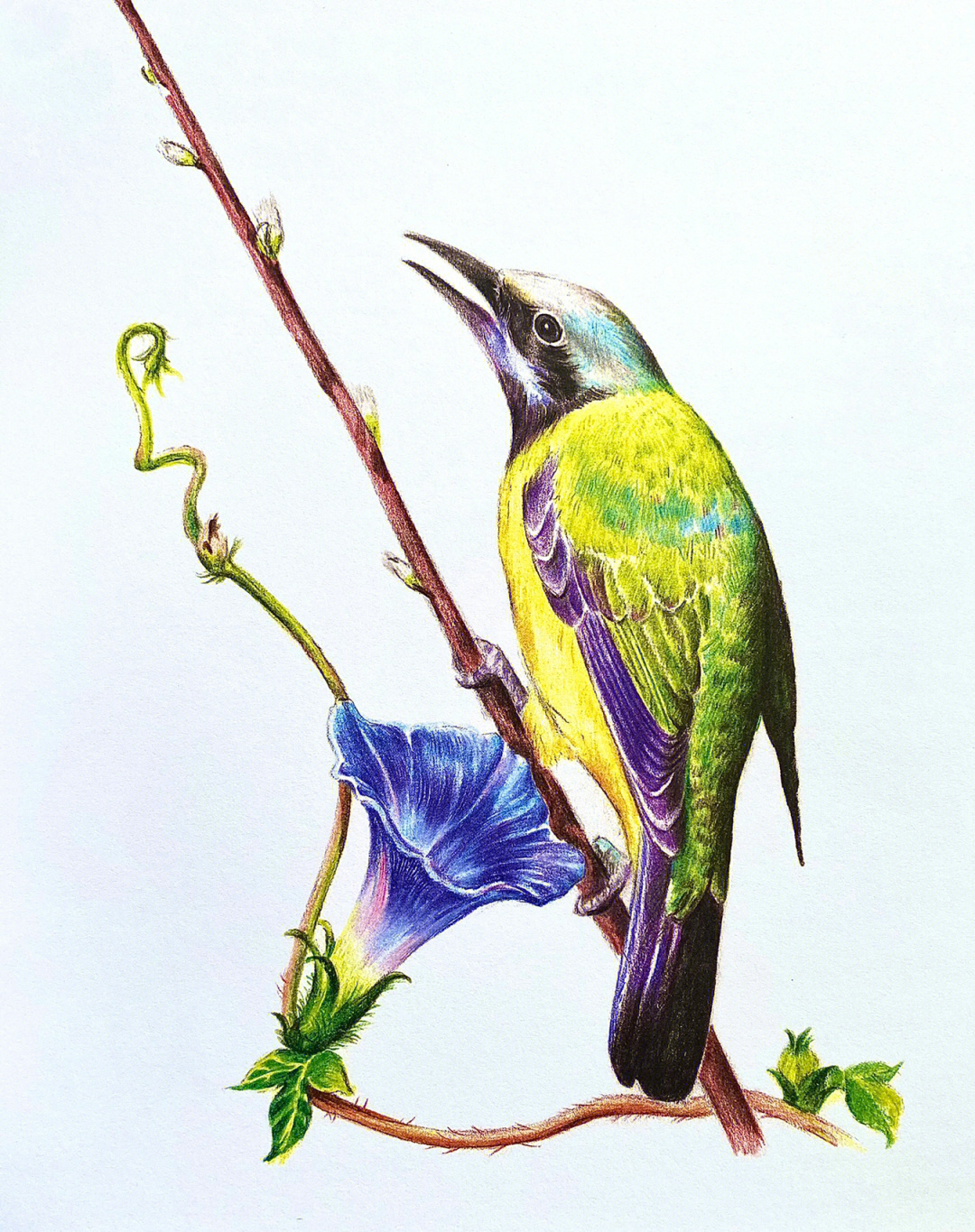 画室分享彩铅临摹花与鸟6