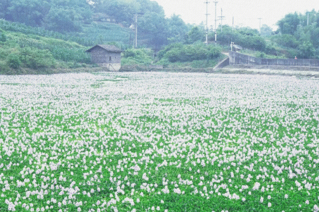 北碚澄江转龙村图片