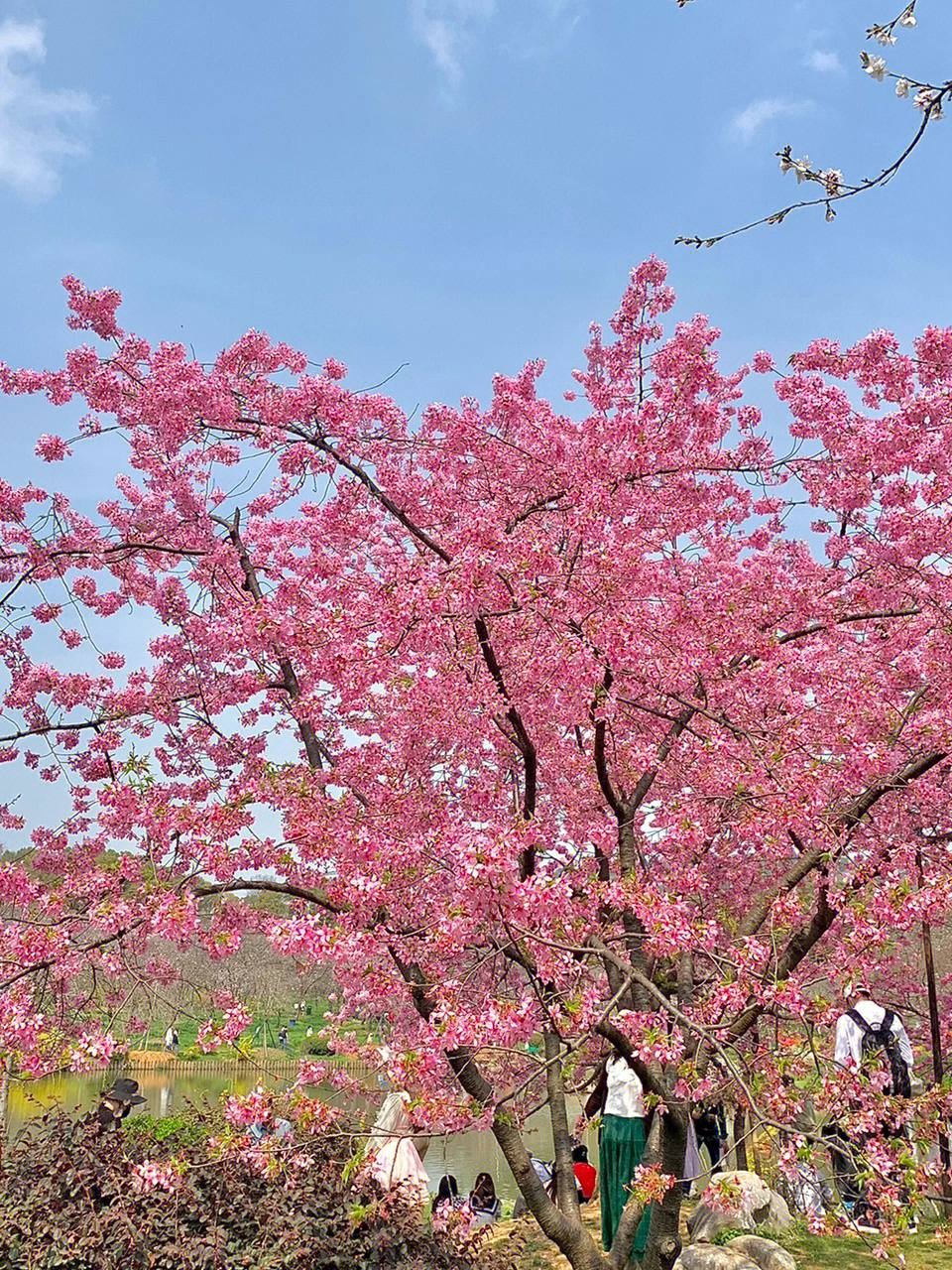 樱花什么时候开春天图片