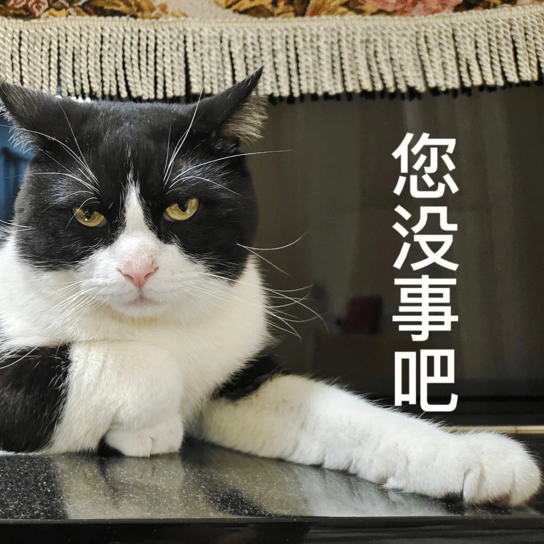 奶牛猫表情包