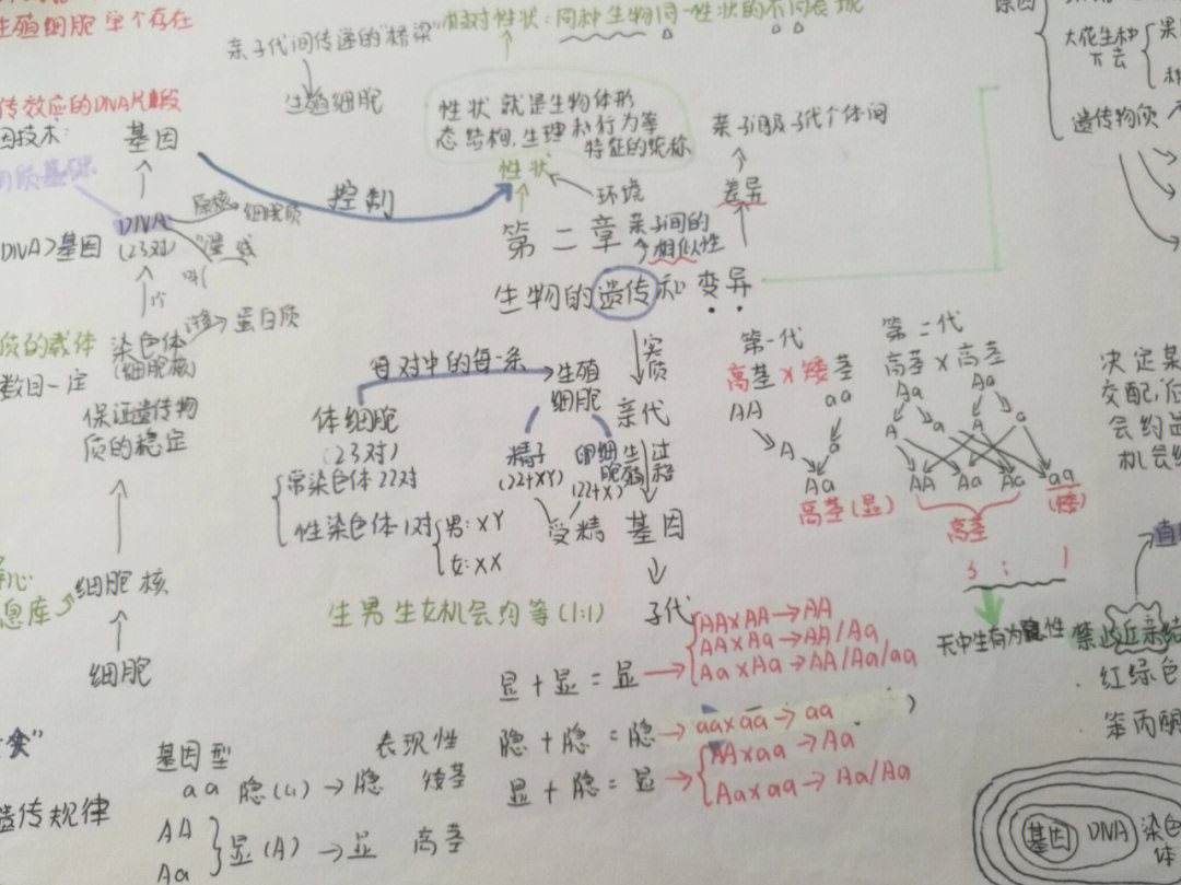 初二遗传变异思维导图图片