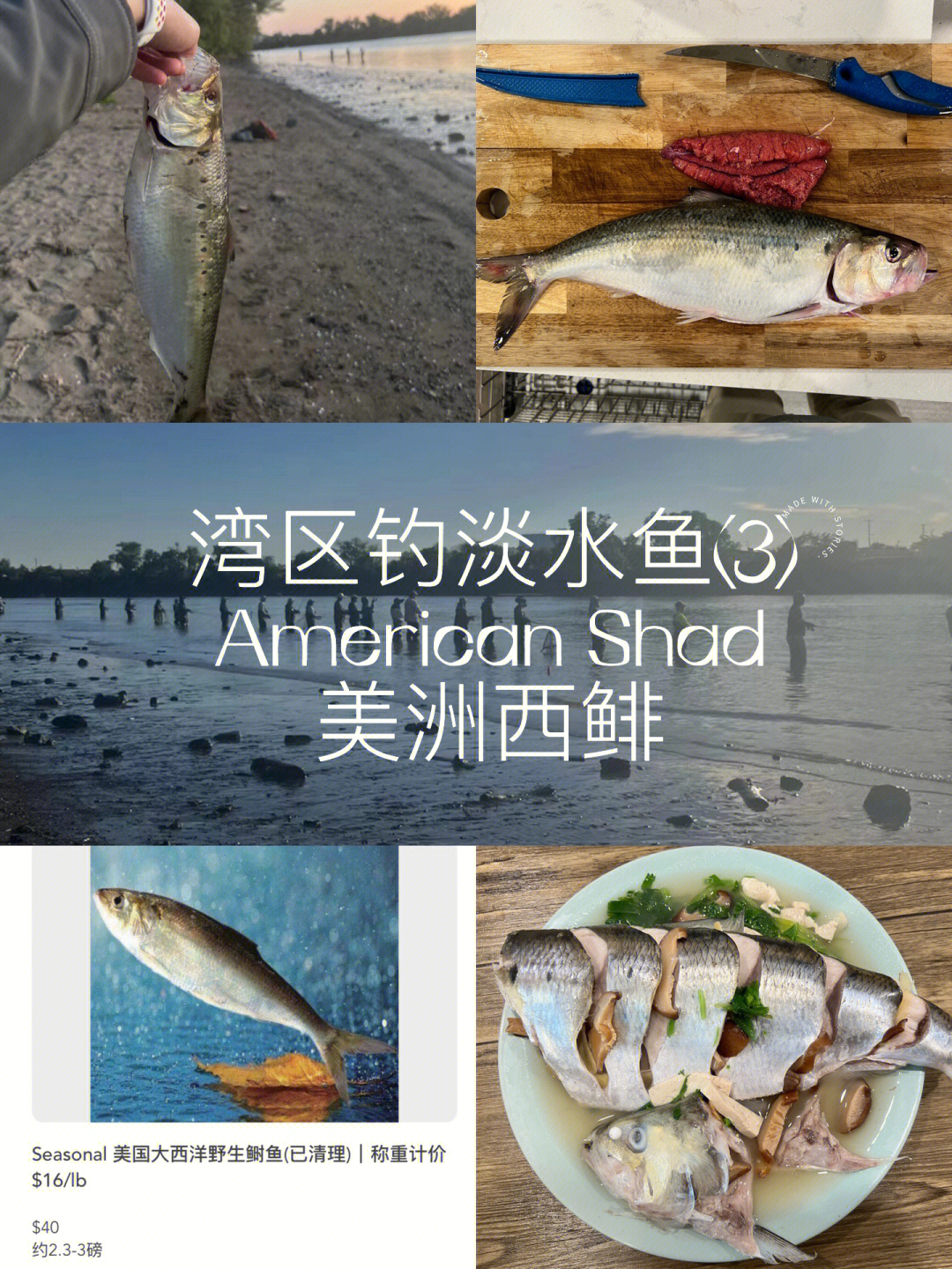 湾区钓淡水鱼3americanshad美洲西鲱