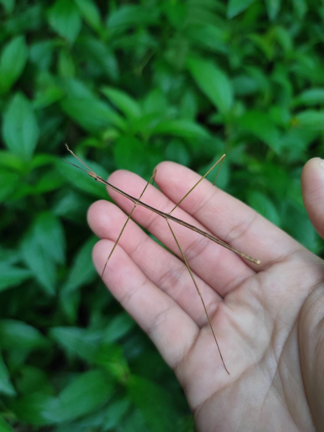 水生竹节虫图片