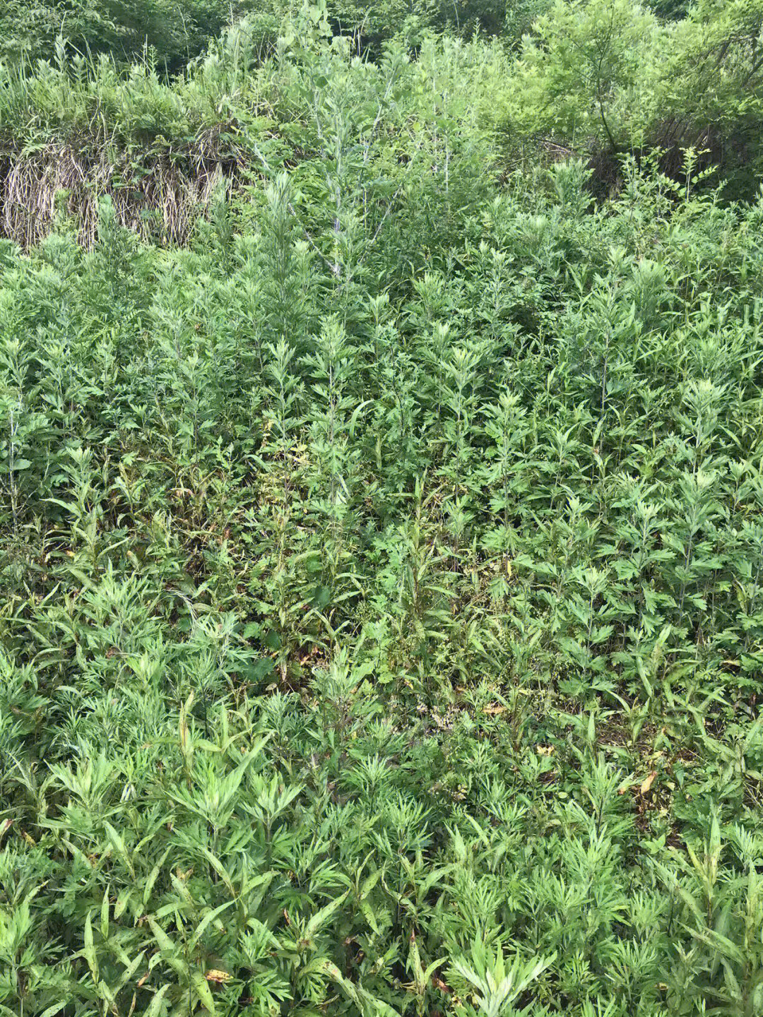 野生艾草生长周期长,艾叶纤维含量大,叶片坚韧度要高于种植艾草,艾叶