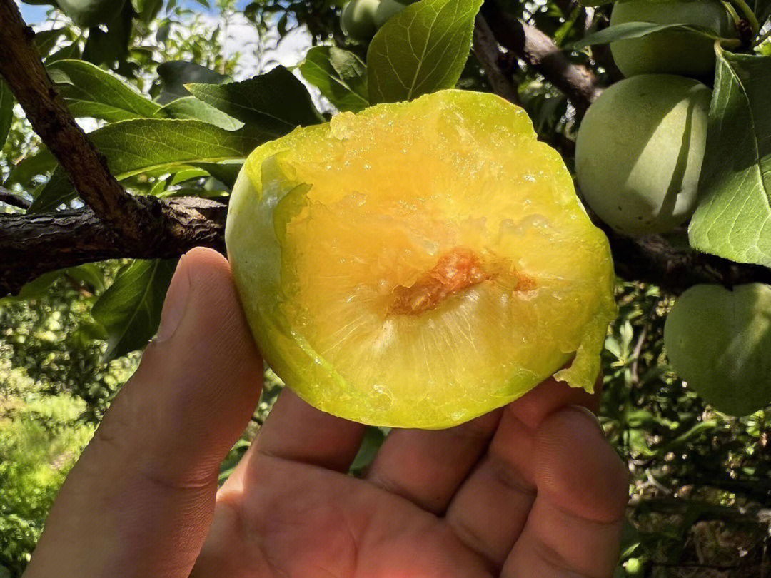 黄金蜜李子简介图片