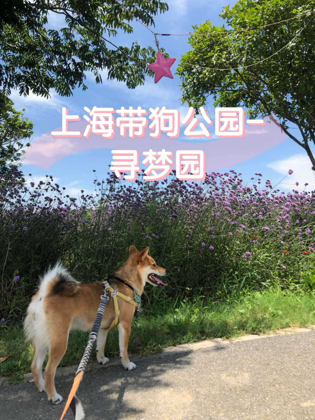 上海狗狗专用公园图片