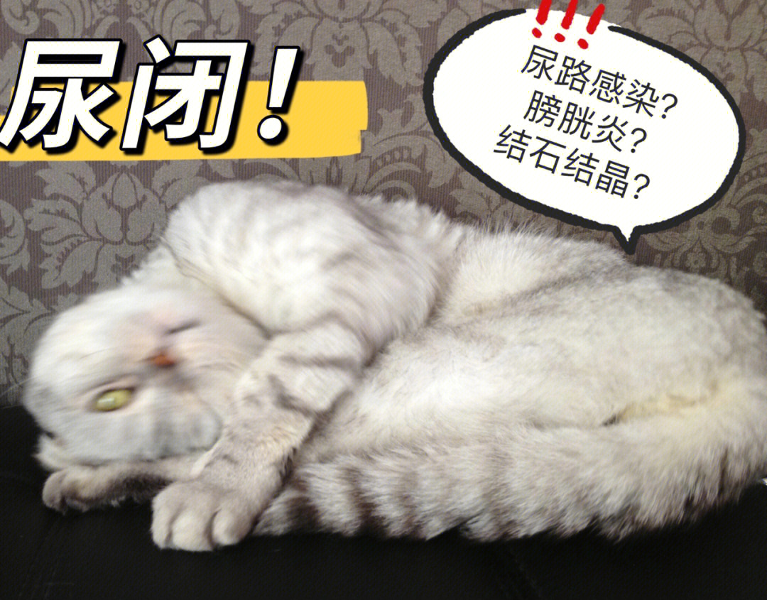 猫咪尿闭!尿路感染?膀胱炎?结晶结石?