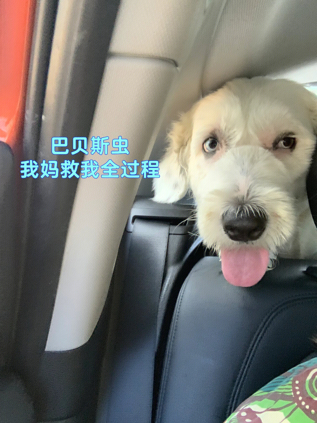 犬巴贝斯 狗命拯救疫情封控狗子意外得了犬巴贝斯前几天就开始不吃不