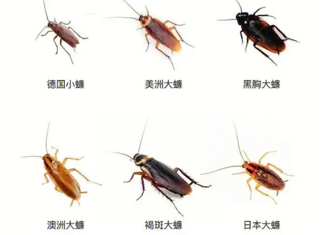 蟑螂触角类型图片