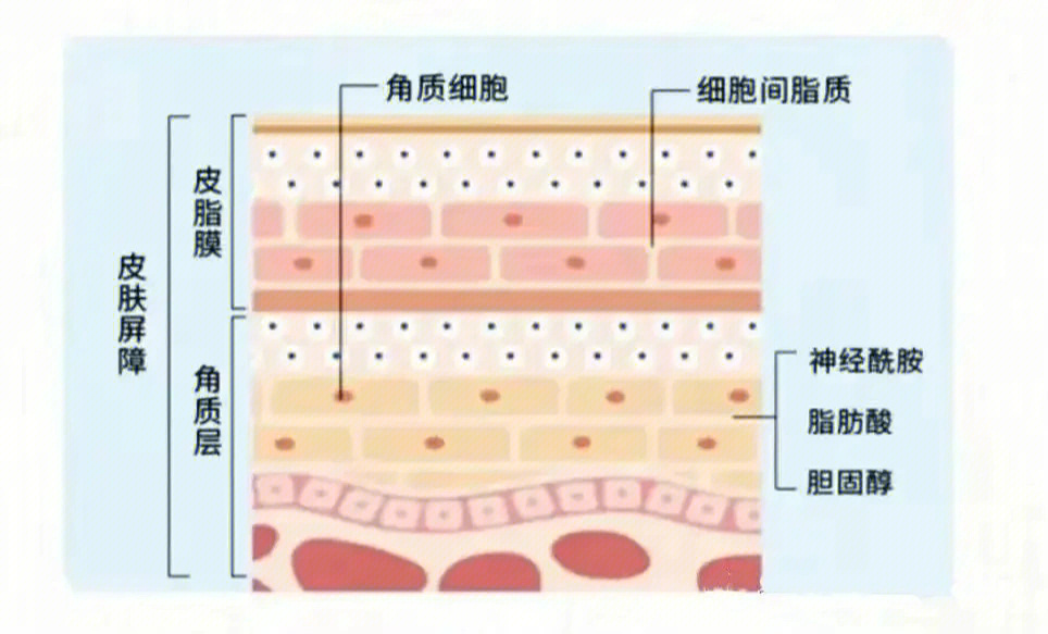 通常指表皮的渗透屏障,主要由角质层,结构性脂类,皮肤脂膜构成广义的