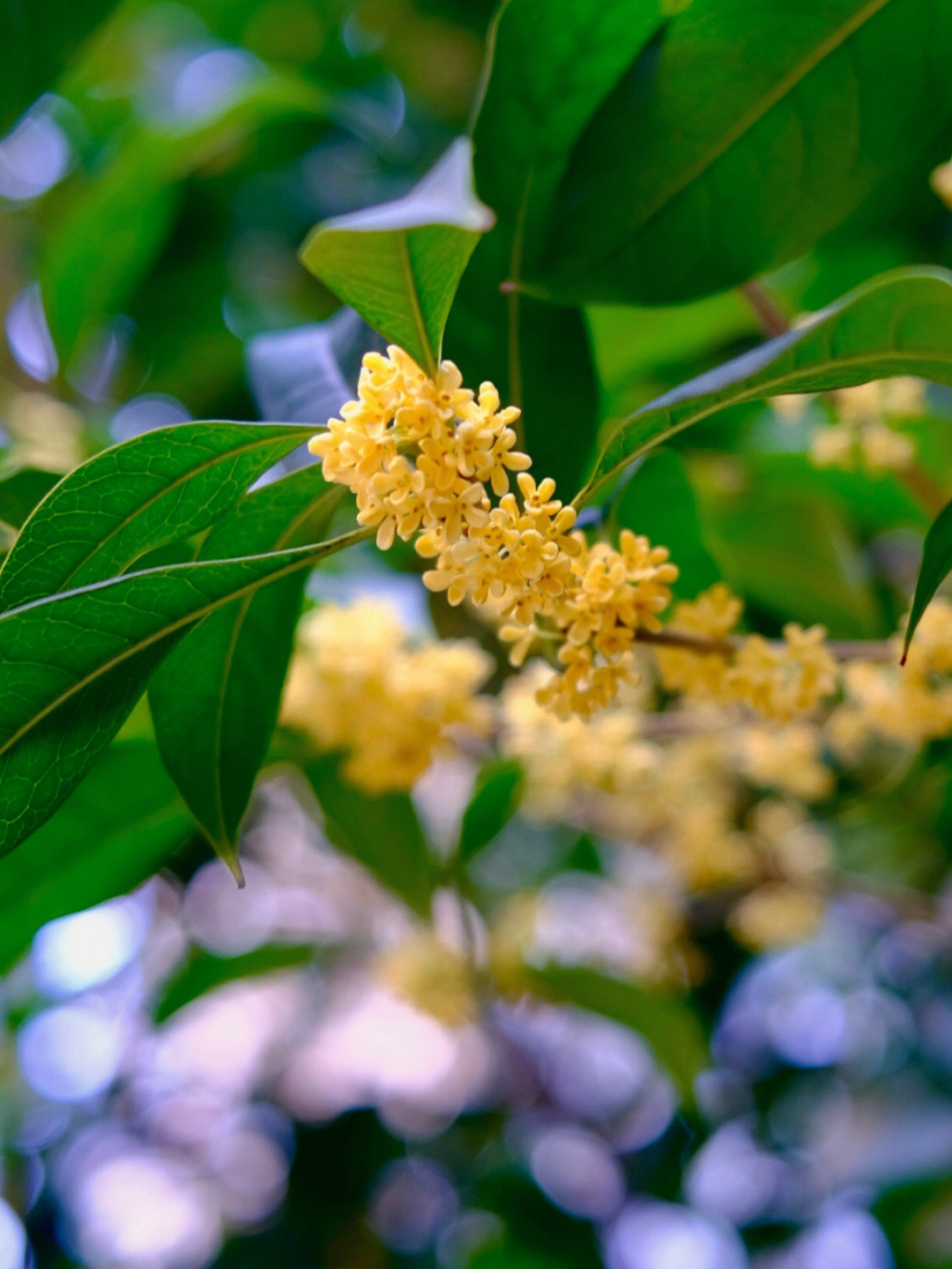 桂花