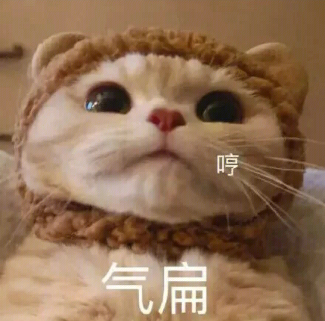 michael猫表情包图片