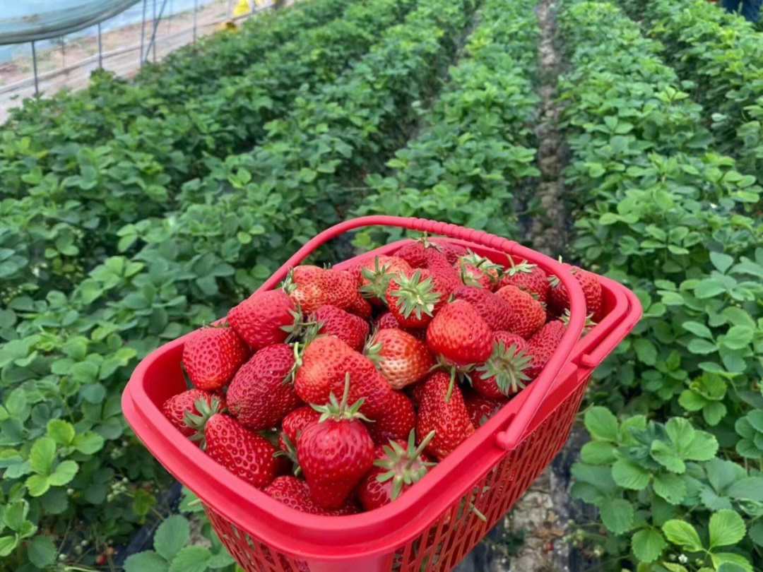 海淀草莓采摘园图片