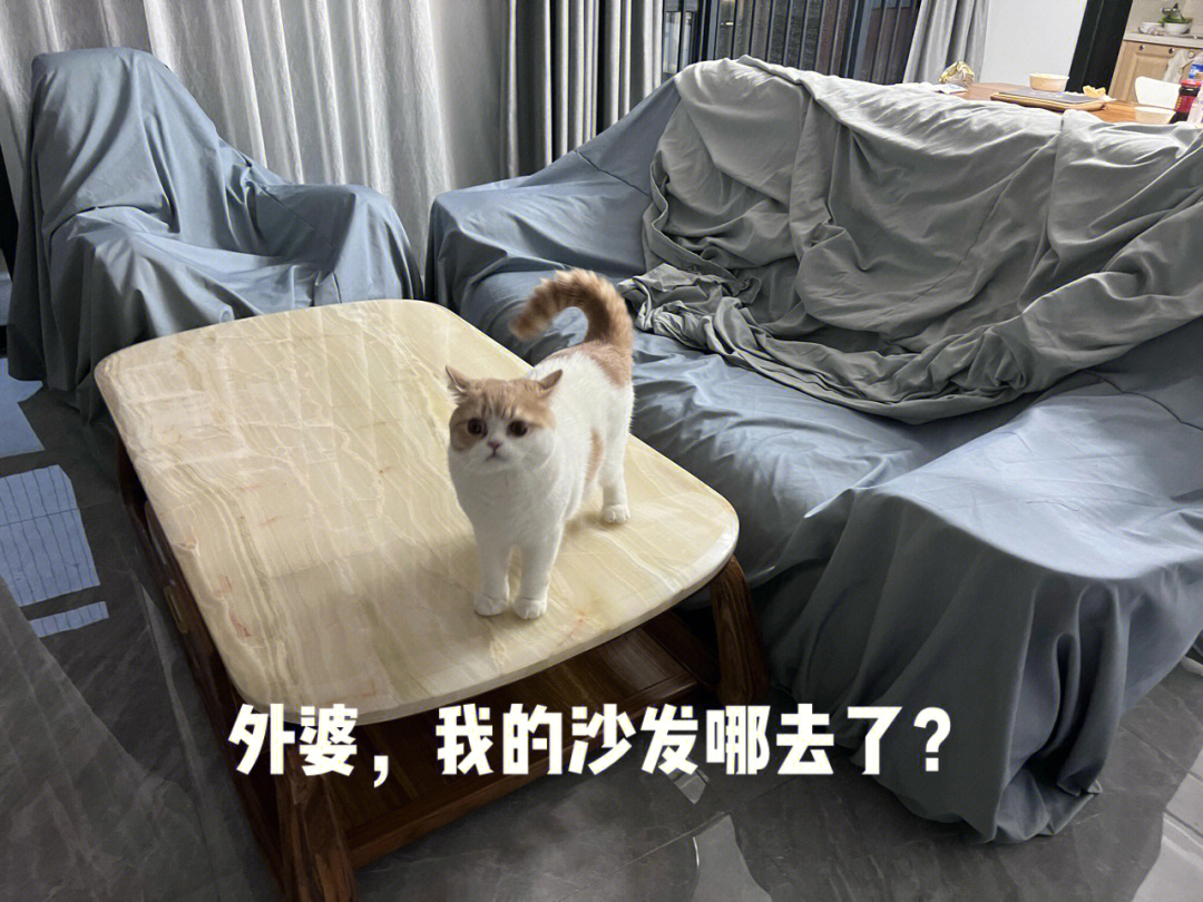 当我妈得知我要带猫咪要回家隔离