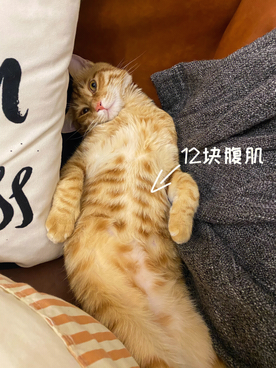 猫猫也有12块腹肌