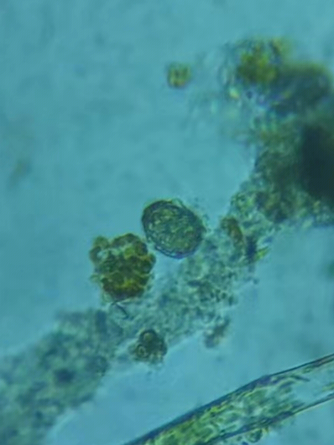 甲藻图片显微镜下图片